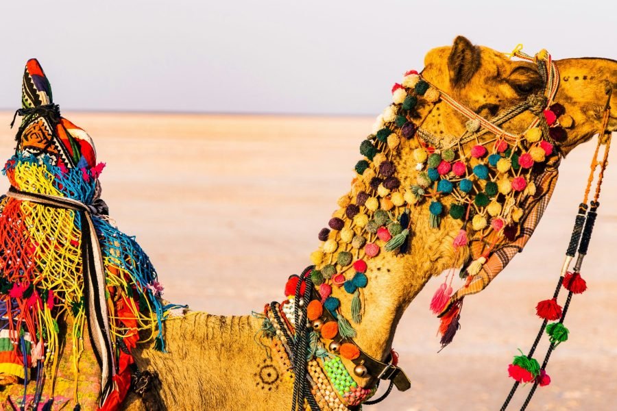 The Great Rann Getaway 3 Days and 2 Nights